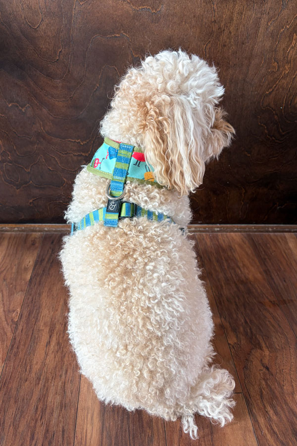 Dog sitting down and wearing a harness.