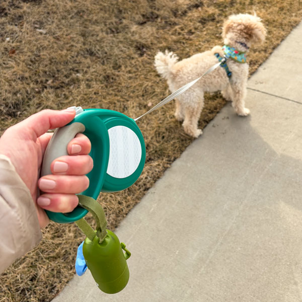 Three Dog Walking Essentials Every Owner Needs